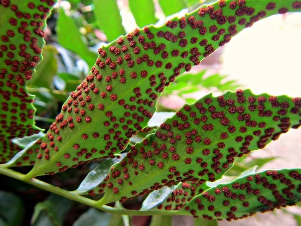 3g Holly Fern